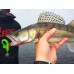 Виброхвосты съедобные  LJ Pro Series MINNOW 5,5 T18 4шт.