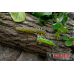 FANATIK Larva 3,5 (4шт) 02