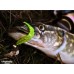 Приманка Crazy Fish Polaris 3 24-68-59-4 креветка