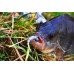 Приманка Crazy Fish POLARIS 3 24-68-1-6 8у