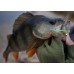Приманка Crazy Fish CRUEL LEECH 8-5.5-6-1