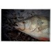 Приманка Crazy Fish CRUEL LEECH 8-5.5-6-1
