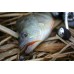 Приманка Crazy Fish POLARIS 5-4.5-6-1 анис
