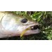 Приманка Crazy Fish ACTIVE SLUG 2-7.1-6-1